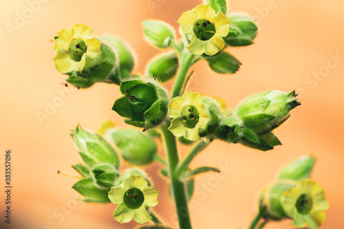 Tobacco plant flowers and fruits