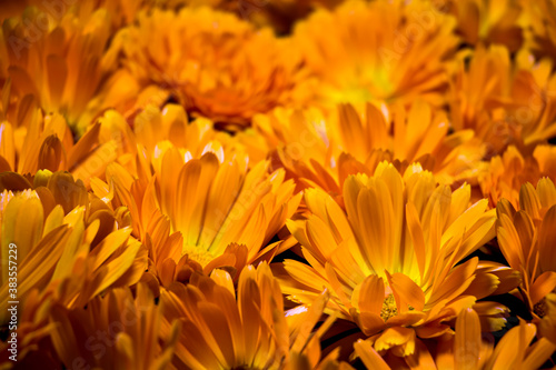 Calendula flowers dark yellow orange autumn background © sweeta