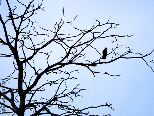 木と鳥(ドイツ)