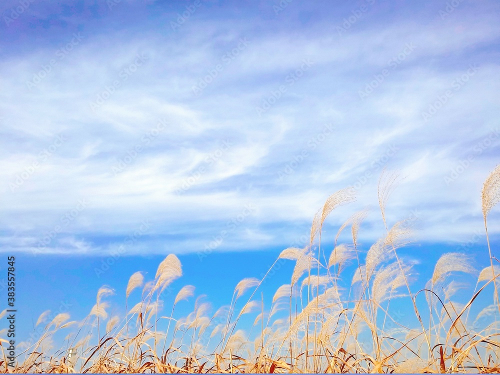 Obraz premium grass and sky