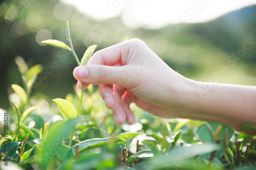 Hand of woman crop a green tea.