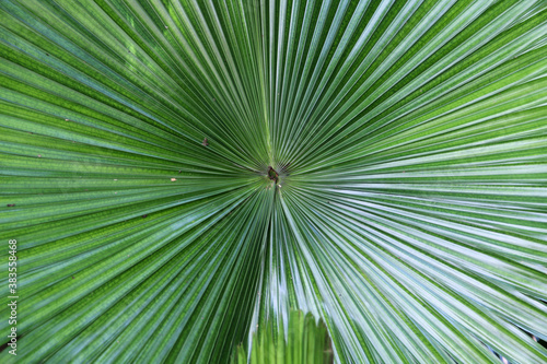 The green palm leaves texture background.