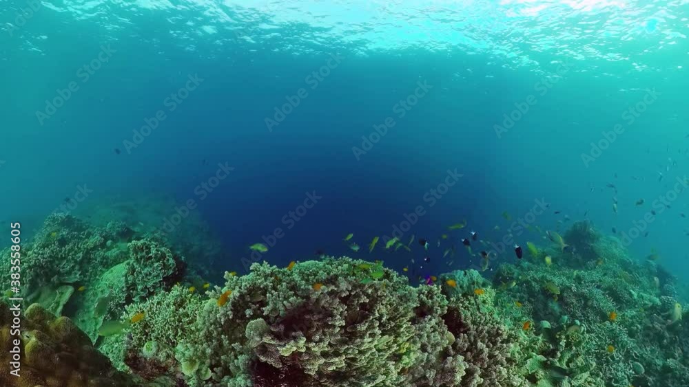 Tropical fishes and coral reef underwater. Hard and soft corals, underwater landscape. Panglao, Bohol, Philippines. Tropical fishes and coral reef underwater. Hard and soft corals, underwater landscape. Panglao, Bohol, Philippines.
