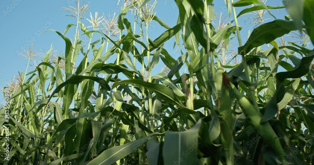Driving through a green cornfield against a blue sky, corn field on a Sunny day. Driving through a green cornfield against a blue sky, corn field on a Sunny day.
