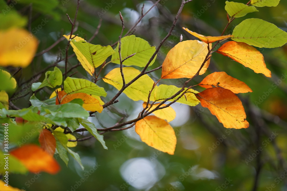 autumn leaves on a beech tree