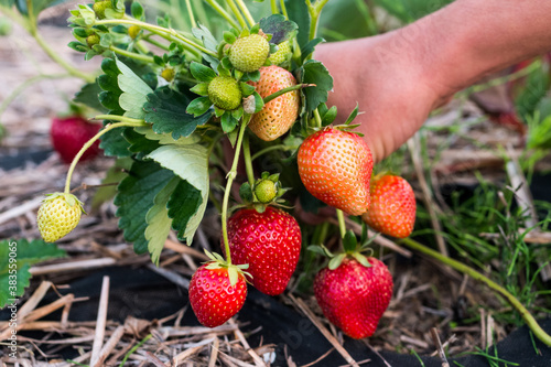 Obraz na plátně Close-up hands is gathering fresh strawberry outdoor