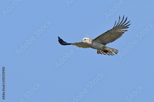 Short-toed snake eagle // Schlangenadler (Circaetus gallicus) photo