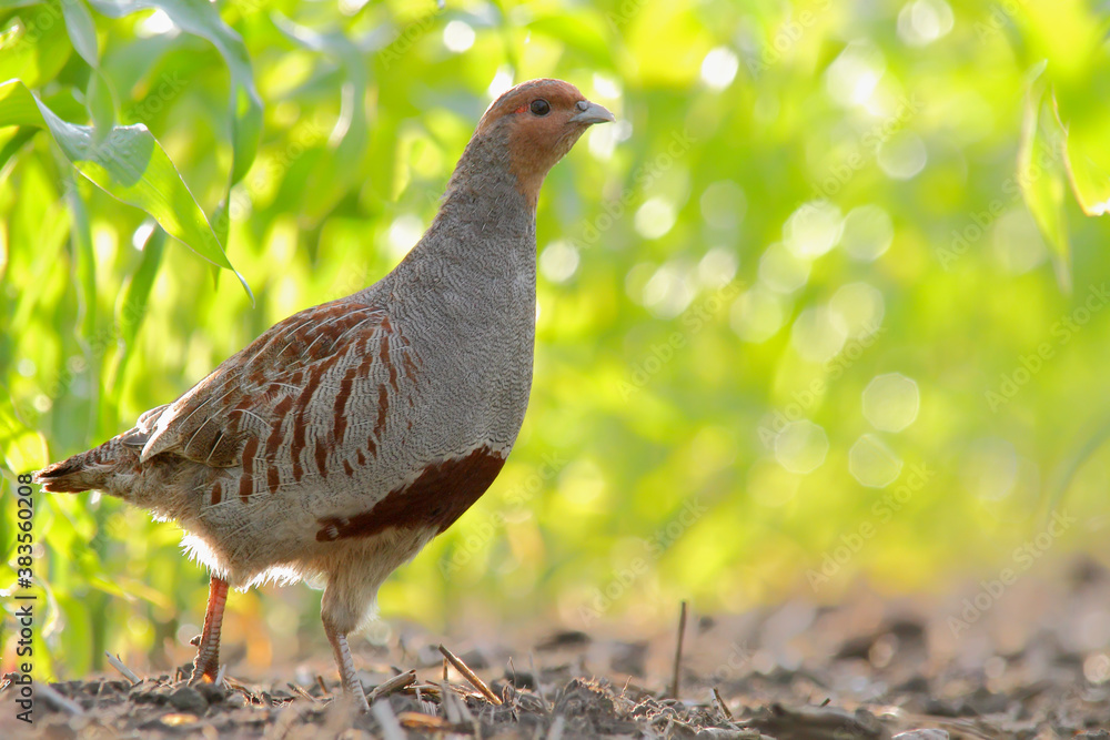 Grey partridge. Bird in spring. Perdix perdix Grey partridge. Bird in spring. Perdix perdix