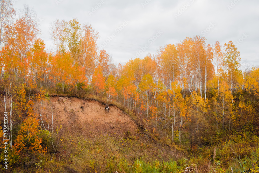 Fototapeta premium Beautiful autumn forest landscape in cloudy weather