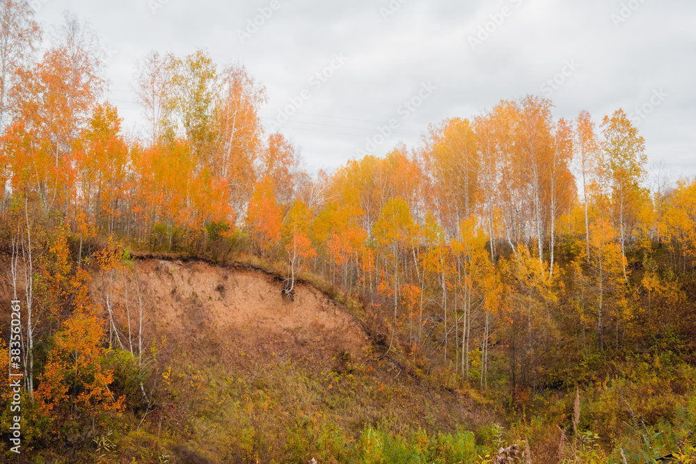 Beautiful autumn forest landscape in cloudy weather