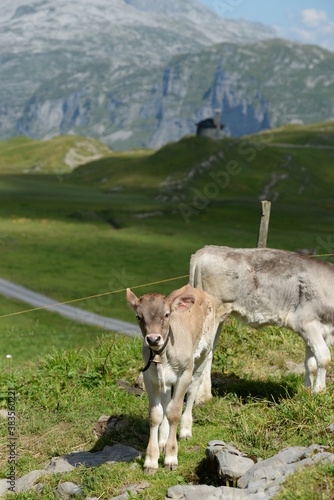 Schweizer K  he auf der Almweide