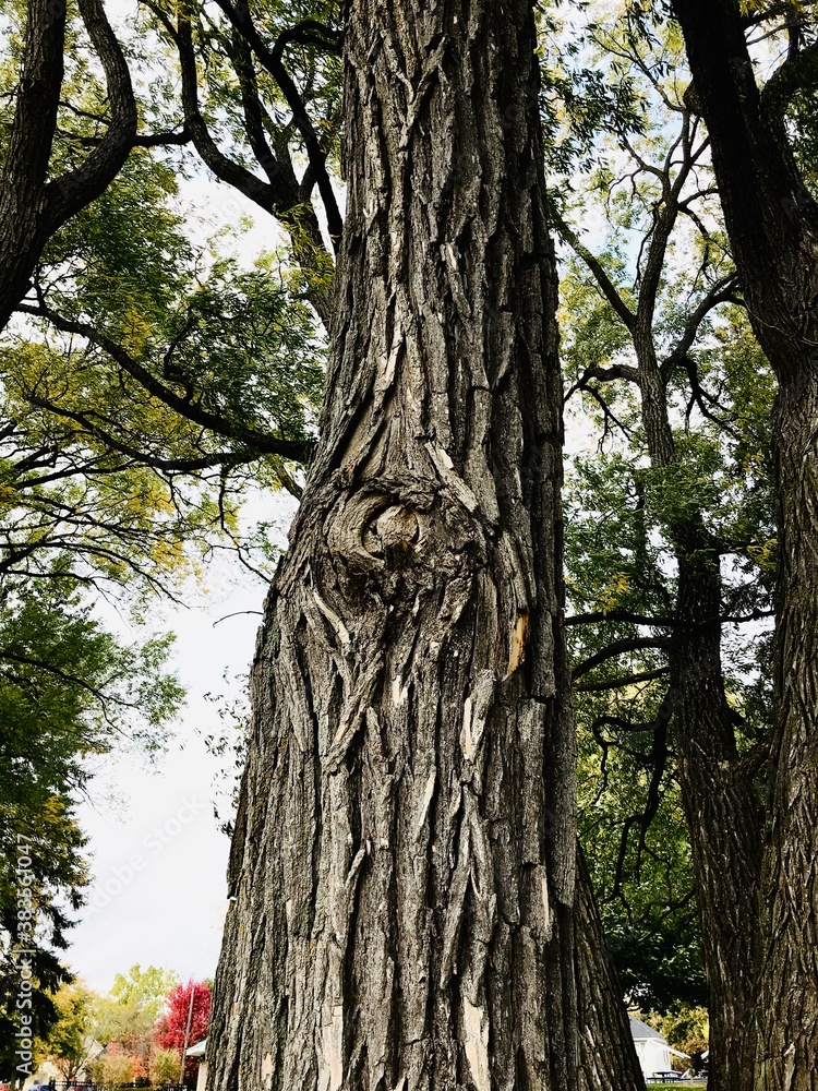 Obraz premium tree in the park