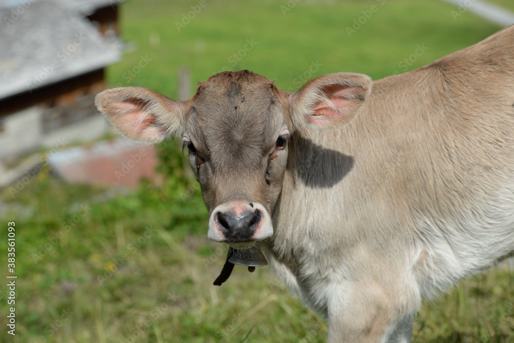 Schweizer Kühe auf der Almweide Schweizer Kühe auf der Almweide