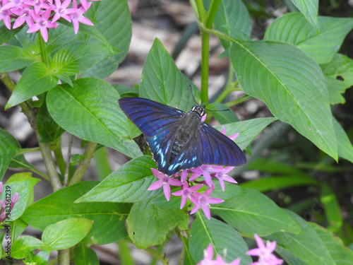 Slika na platnu Mangrove skipper butterfly on a pink flower in Florida