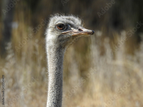 Friendly ostrich in the Orana Wildlife Park in Christchurch, New Zealand photo