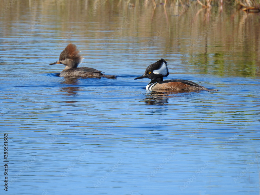 Pair of hooded mergansers in the Florida wetlands Pair of hooded mergansers in the Florida wetlands