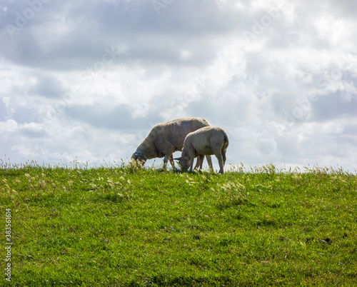 Close up of sheep eating grass 