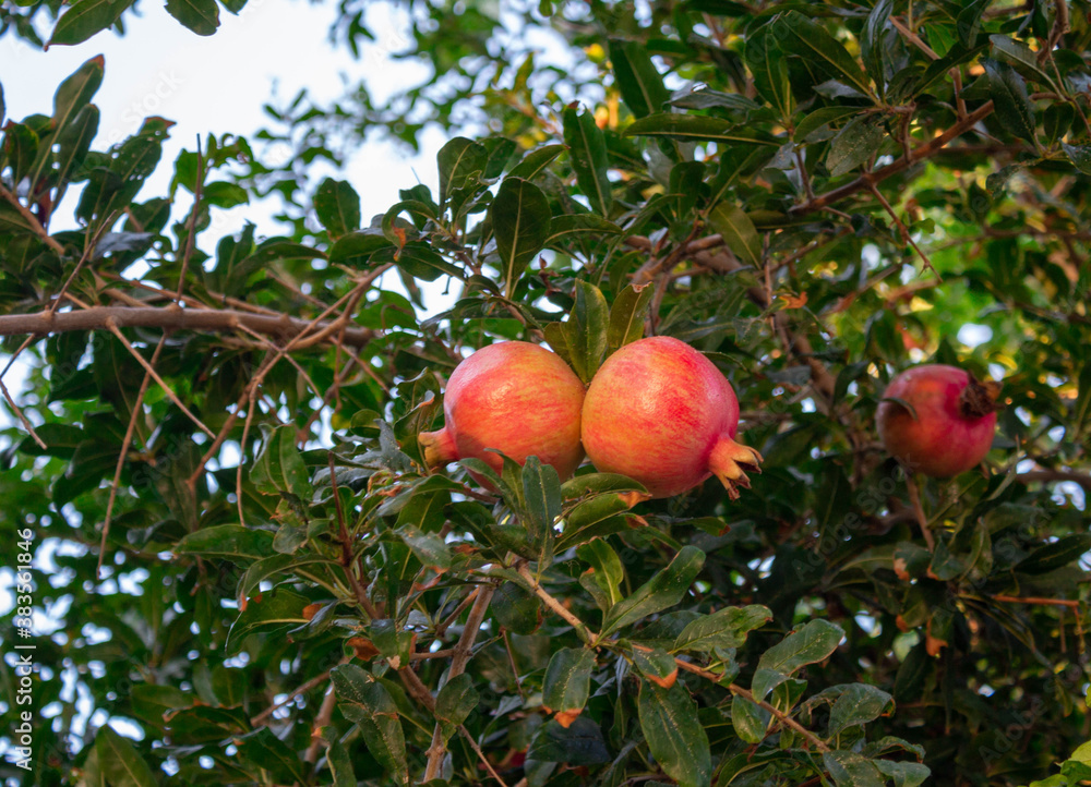 red pomegranates on a tree red pomegranates on a tree