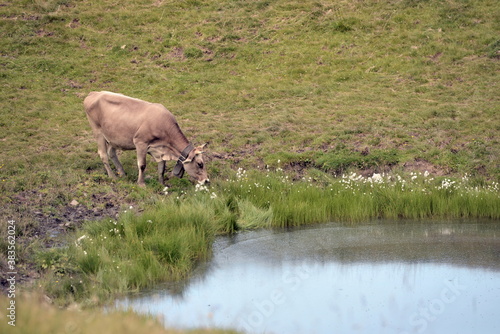 Schweizer Kühe auf der Almweide © Grubärin