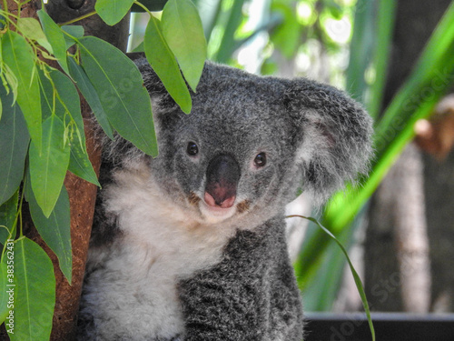 Photography Koala on Magnetic Island in Australia