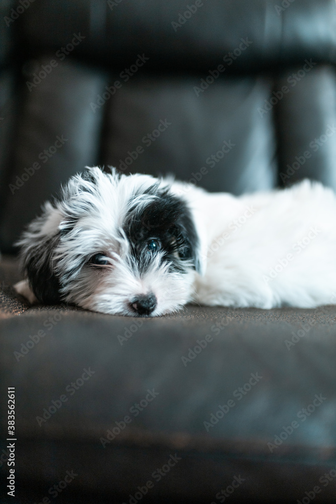 Portrait of Cute black and white maltese yorkie puppy in his new home Portrait of Cute black and white maltese yorkie puppy in his new home