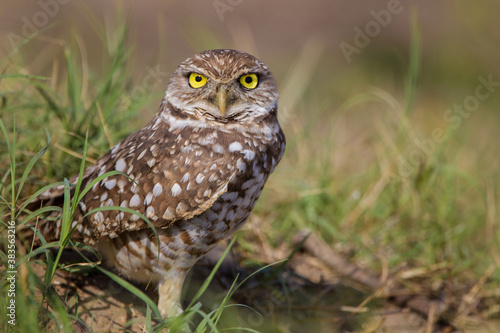 Burrowing owl above her nest, stands only about 12 inches tall.