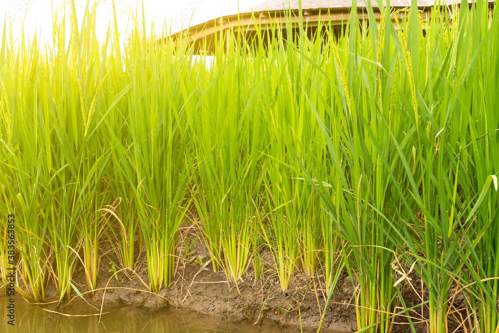 Fototapeta premium golden paddy rice field in asian countryside. landscape concept