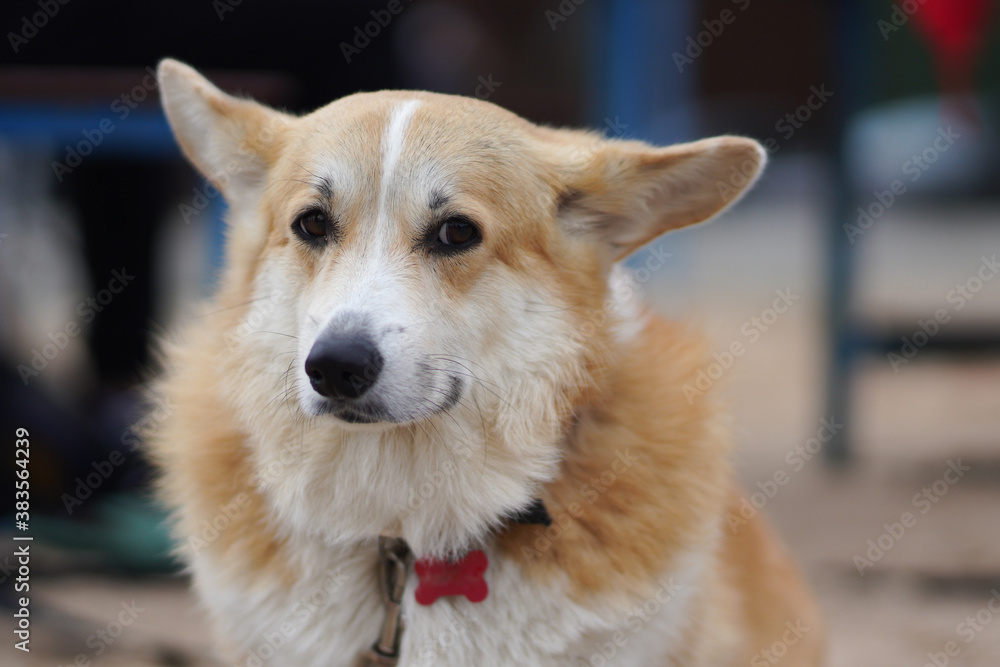Portrait of a dog Looking with his eyes to the side is funny..Welsh corgi