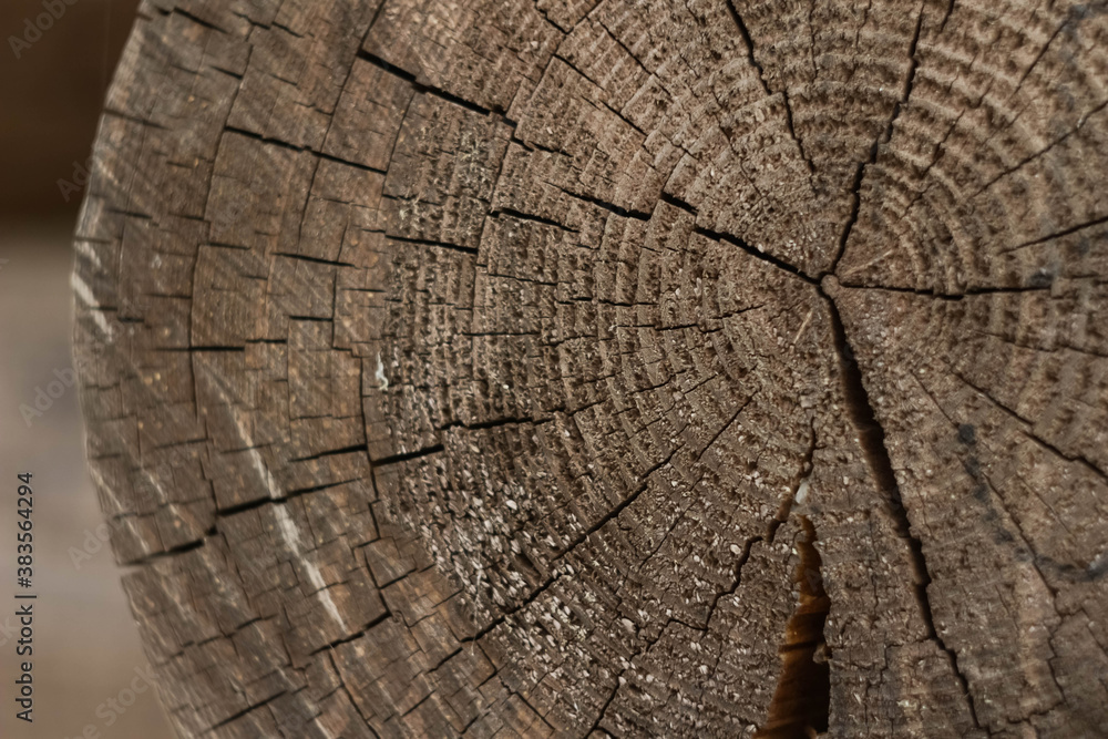 Fototapeta premium Painted log in the section, texture of the tree.