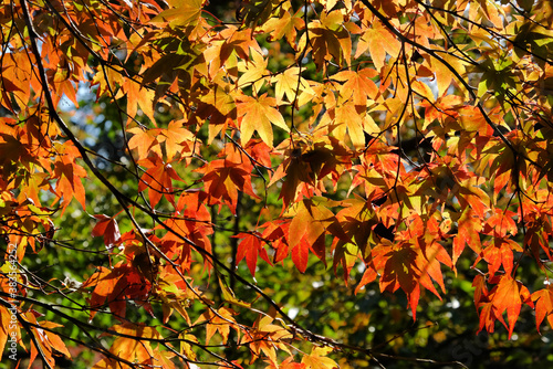 The red and yellow leaves of a Japanese Maple (acer) during the autumn