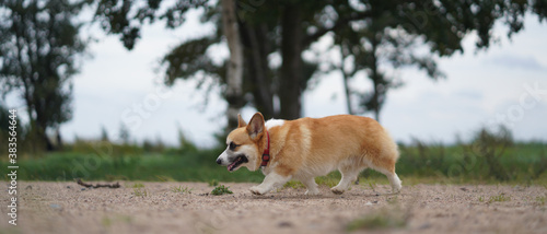 Corgi dog on a walk in nature