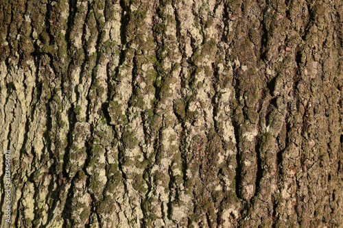 Moss covered Oak tree bark texture closeup