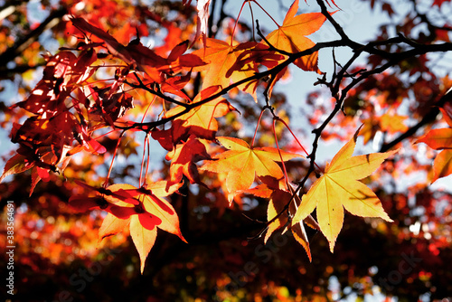 The red and yellow leaves of a Japanese Maple  acer  during the autumn