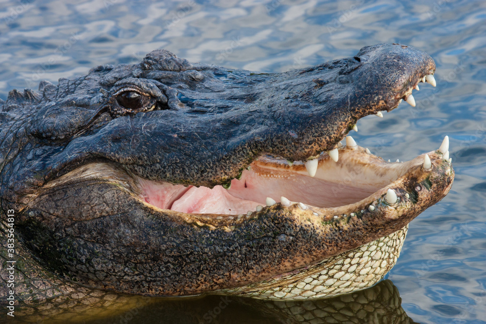 Obraz premium Florida Alligator opens mouth exposing teeth.