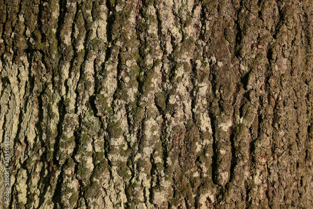 Moss covered Oak tree bark texture closeup Moss covered Oak tree bark texture closeup