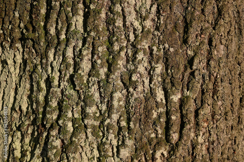 Moss covered Oak tree bark texture closeup