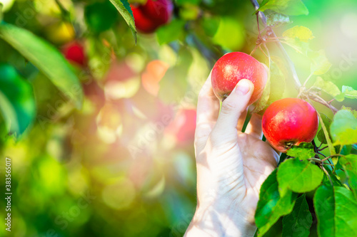 Close-up, a man holds in his hand, picking a ripe red apple from an apple tree branch. Harvesting, healthy fruits