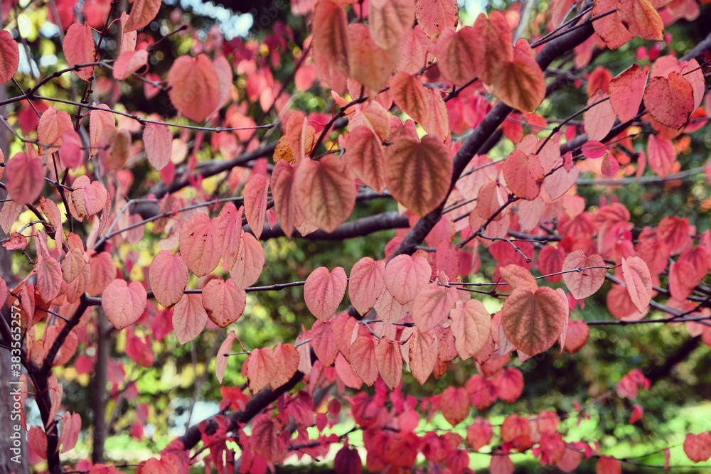 The pink leaves of the Katsura tree during the autumn