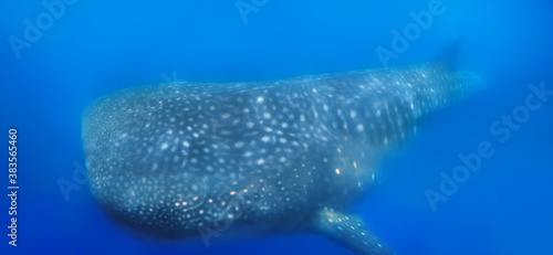 Whale Shark photo