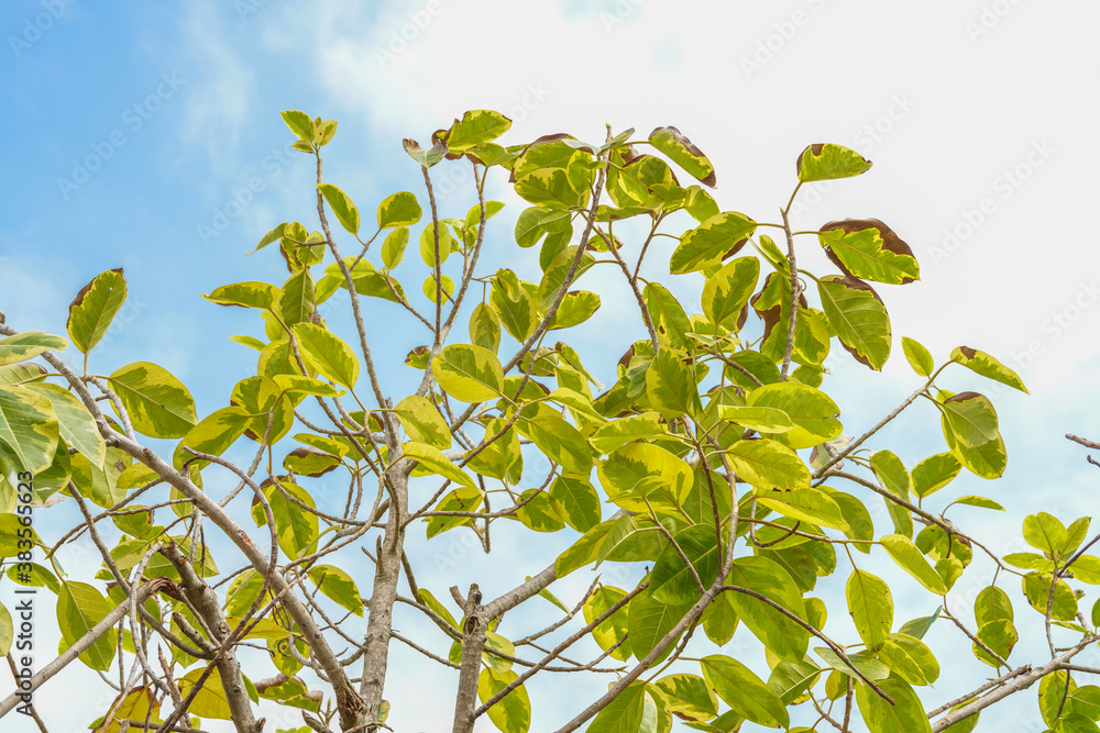 Blue sky and green big tree leaves background