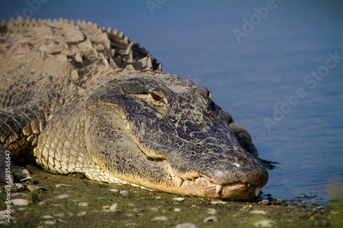 Foto Large bull alligator soaks up Florida sunshine