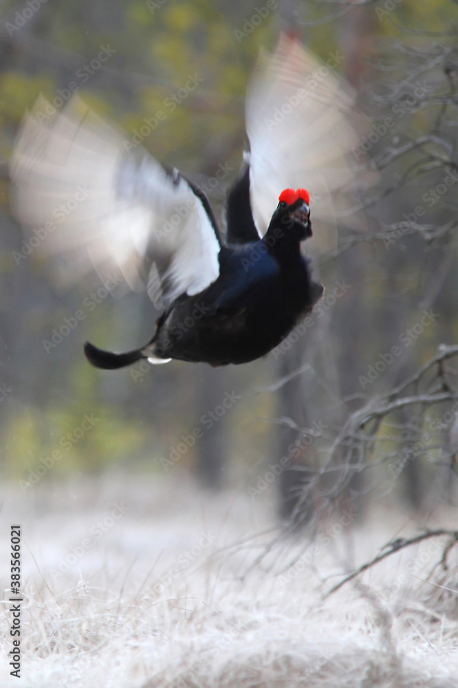 Black grouse. Bird in breeding season. Displaying male on a lek. Lyrurus tetrix Black grouse. Bird in breeding season. Displaying male on a lek. Lyrurus tetrix