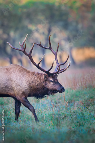 Large make elk walking thru meadow.