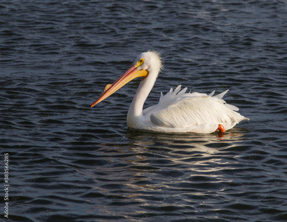 Male white pelican in breeding beak. Male white pelican in breeding beak.