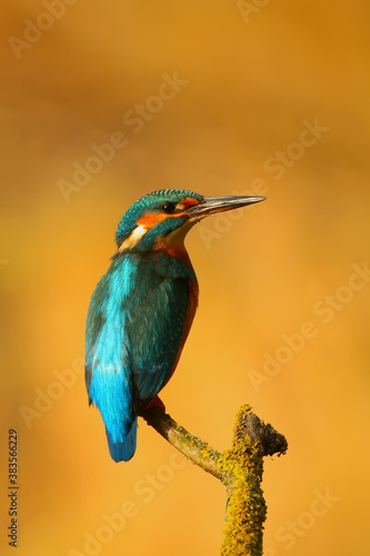 Common kingfisher. Bird on a branch. Alcedo atthis