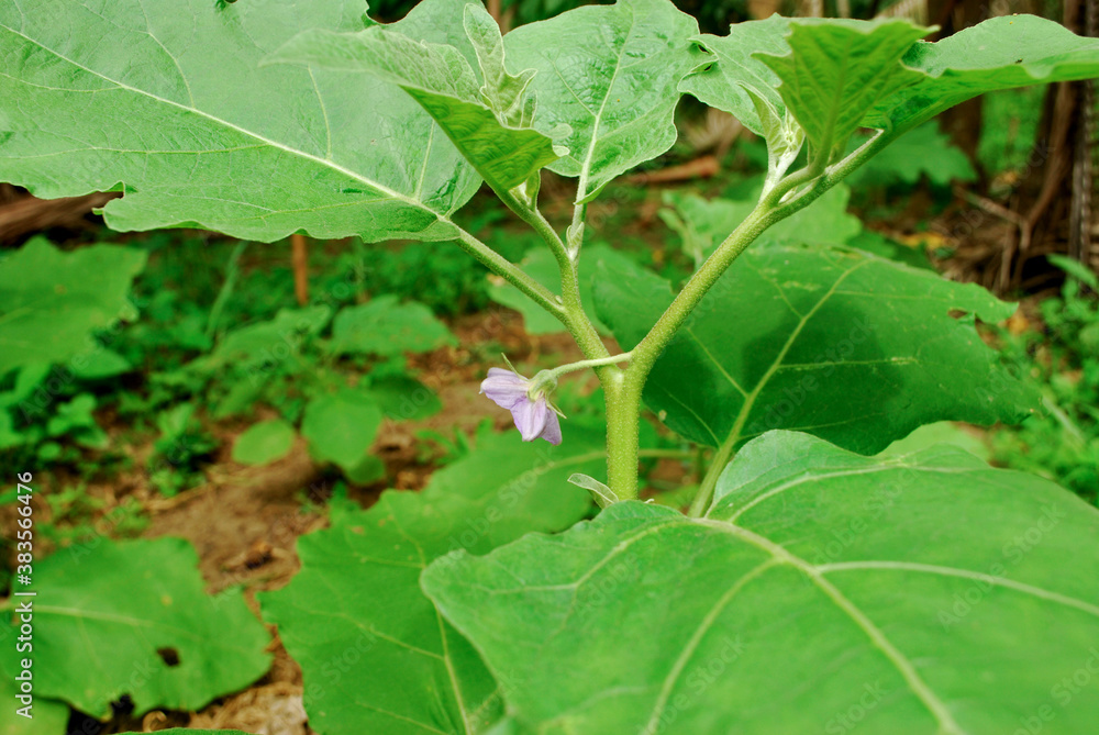 Yod Thai Eggplant, vegetable garden, growing Thai Eggplant. Yod Thai Eggplant, vegetable garden, growing Thai Eggplant.