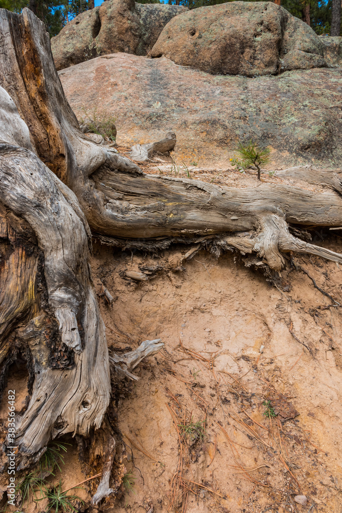 Remains of a Ponderosa Pine Damaged by Lightning, Jemez Falls Trail, Santa Fe National Forest, New Mexico, USA Remains of a Ponderosa Pine Damaged by Lightning, Jemez Falls Trail, Santa Fe National Forest, New Mexico, USA