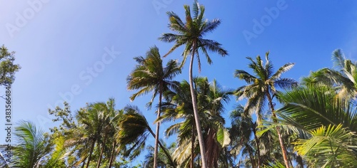 Coconut palm, reunion island, indian ocean