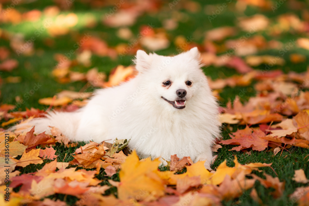 Fototapeta premium Cute white spitz dog in autumn leaves