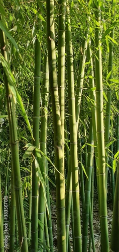 detalle de plantaci  n de bamb  